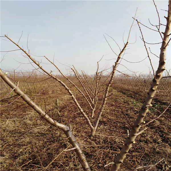 板栗苗價(jià)格，板栗苗木價(jià)格