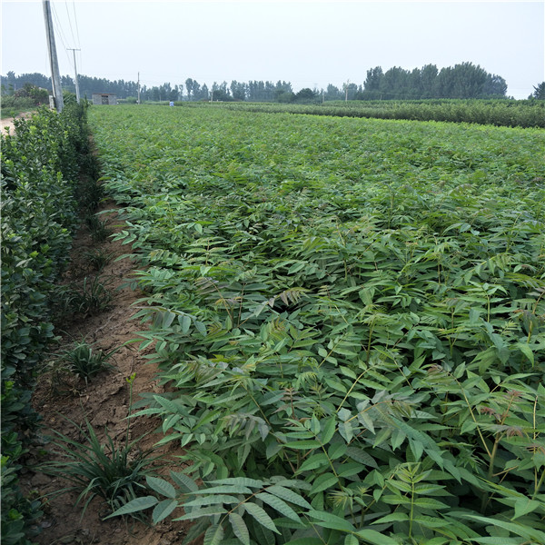 大棚香椿樹苗，香椿樹苗種植技術(shù)