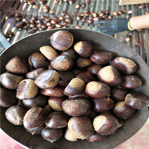 香椿樹(shù)苗品種，香椿樹(shù)苗移栽時(shí)間