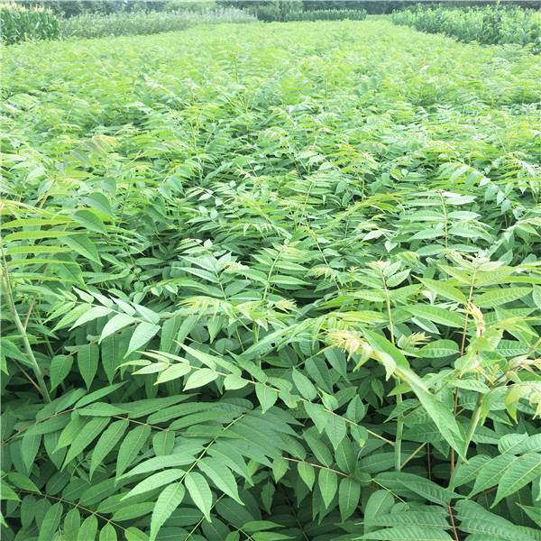 香椿苗管理技術(shù)，大棚香椿價格