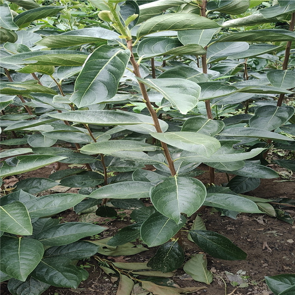 3公分香椿樹，香椿樹苗栽培技術(shù)