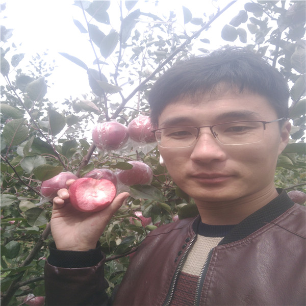 蘋果苗多少錢一棵，賣蘋果樹苗