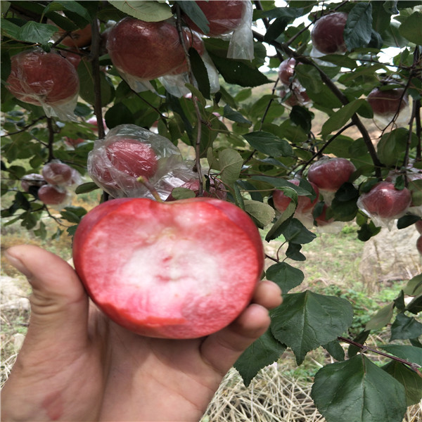 矮化蘋(píng)果苗，蘋(píng)果苗基地