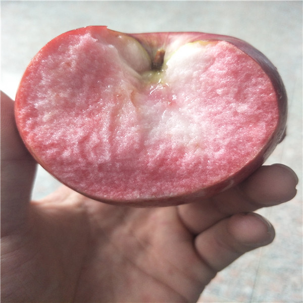 泰安蘋果樹苗基地，維納斯蘋果樹苗