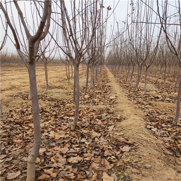 t337自根砧木苹果苗，t337自根砧木苹果树苗