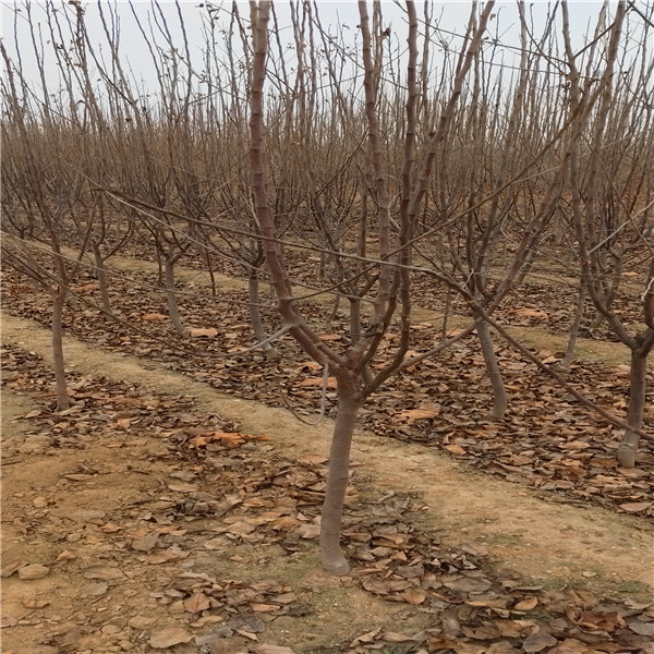 哪里賣蘋果樹苗，蜜脆蘋果樹苗