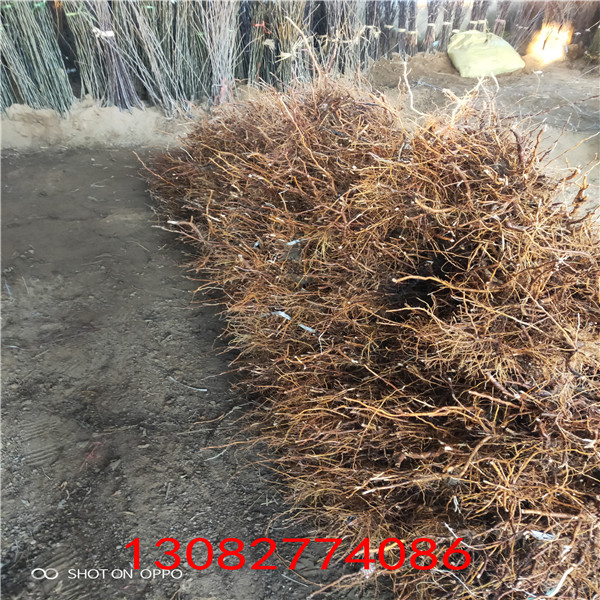 中秋王蘋果樹苗，雞心小蘋果樹苗