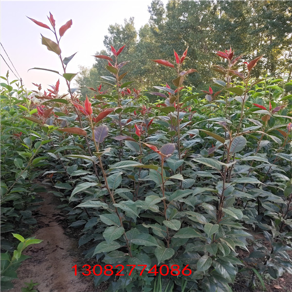 雞心小蘋果樹苗，雞心小蘋果樹苗