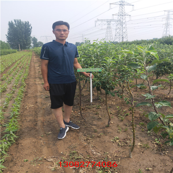 早熟蘋果樹苗，蘋果苗價(jià)格