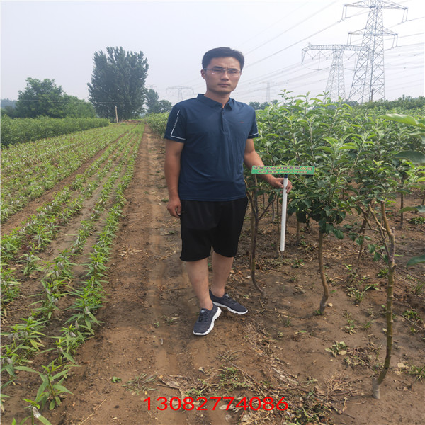 蘋果樹苗價格，嫁接蘋果樹苗