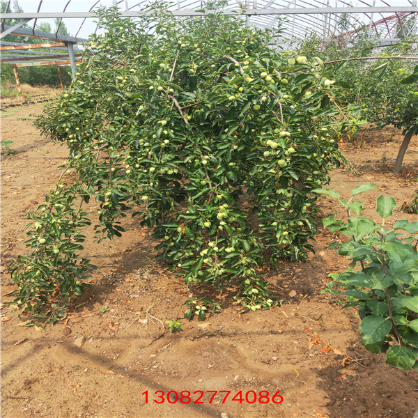 矮化蘋(píng)果苗，蘋(píng)果苗基地