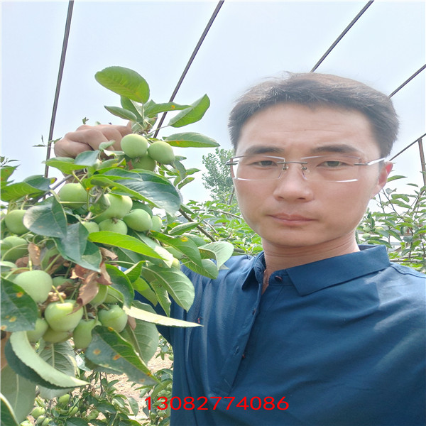 泰安蘋果樹苗基地，維納斯蘋果樹苗