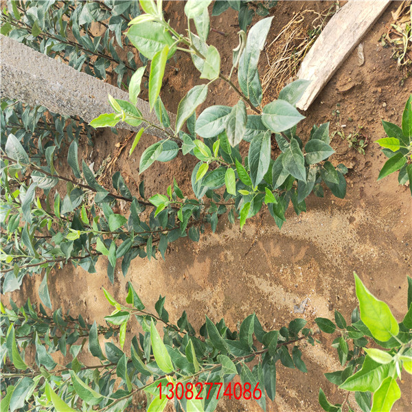 山東蘋果樹苗基地，甜茶根系蘋果苗