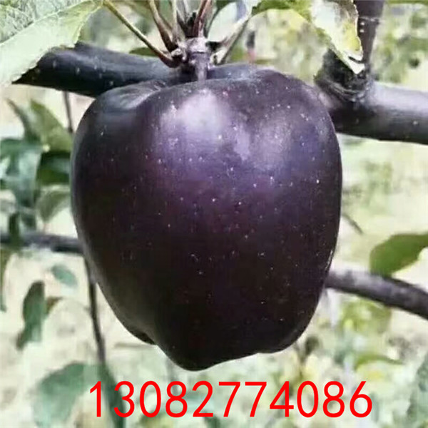 早熟蘋果樹苗，蘋果苗價(jià)格