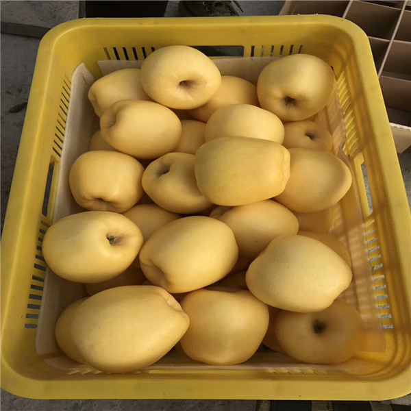早熟蘋果樹苗，黑蘋果樹苗,品種蘋果苗有幾個