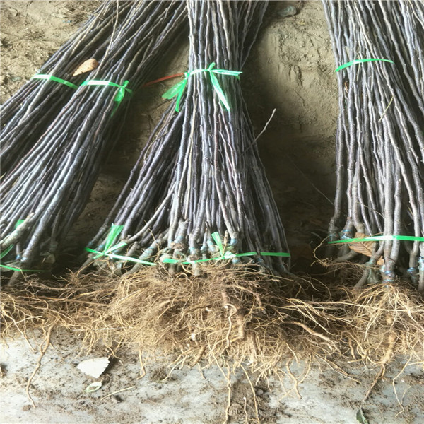 泰安蘋果樹苗基地，維納斯蘋果樹苗