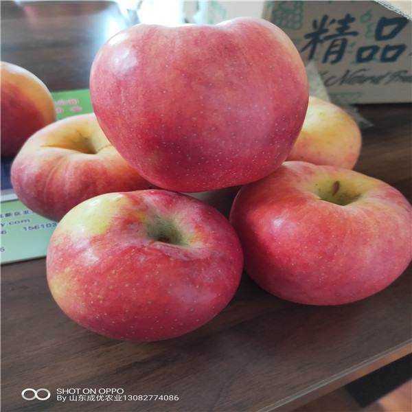 哪里有蘋果樹 魯麗蘋果介紹