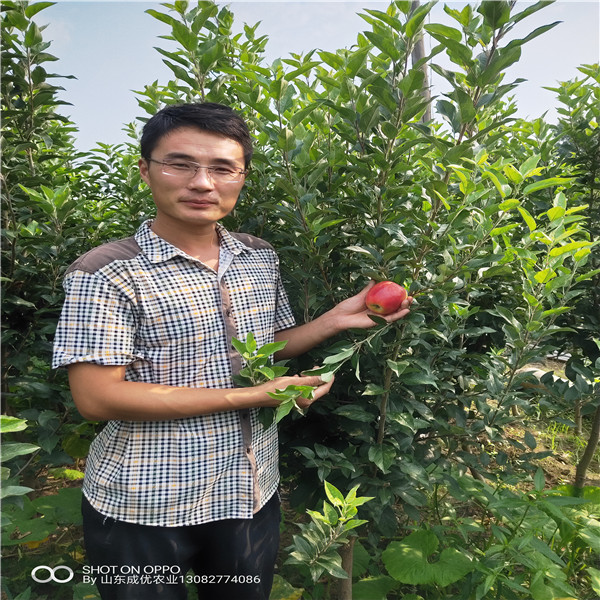 5年蘋(píng)果苗 蘋(píng)果苗多少錢(qián)一株