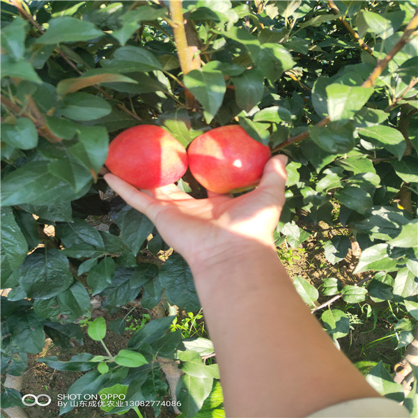 2公分蘋果苗 煙富10號(hào)蘋果苗
