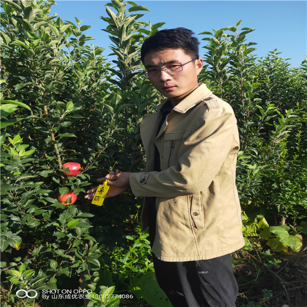 哪里有蘋果樹 魯麗蘋果介紹
