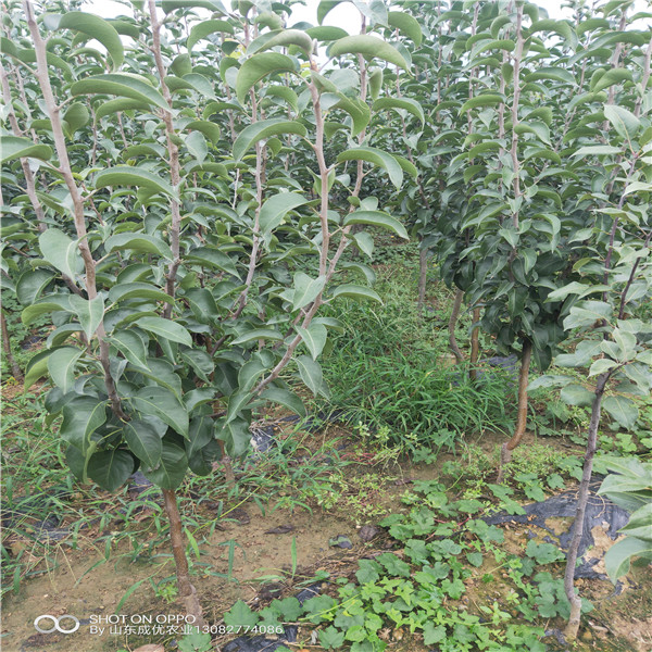 棗苗價(jià)格 棗樹(shù)苗出售