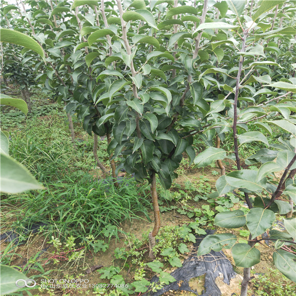 冬棗棗樹苗 冬棗樹苗