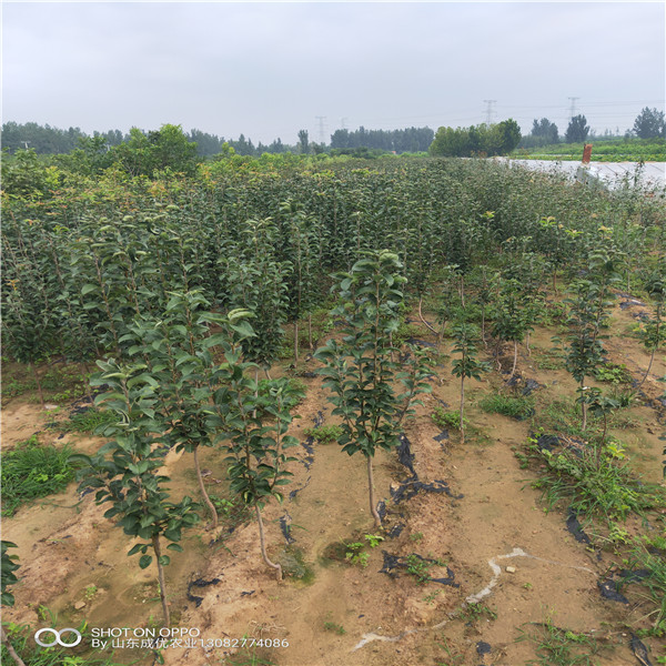 1公分棗樹苗 棗樹苗價(jià)格