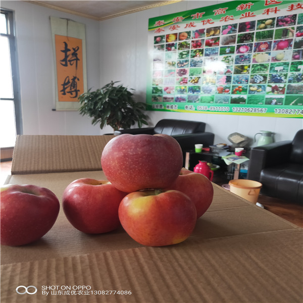 出售棗樹苗 哪里有棗樹苗出售