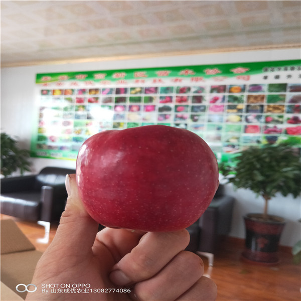 三公分棗樹苗 中華大梨棗樹苗