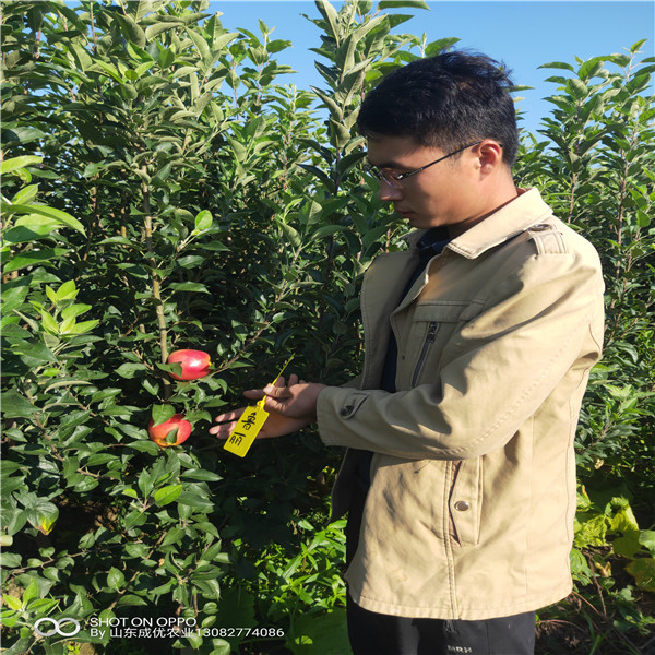 八棱海棠苹果苗 甜茶砧木苹果苗批发价格