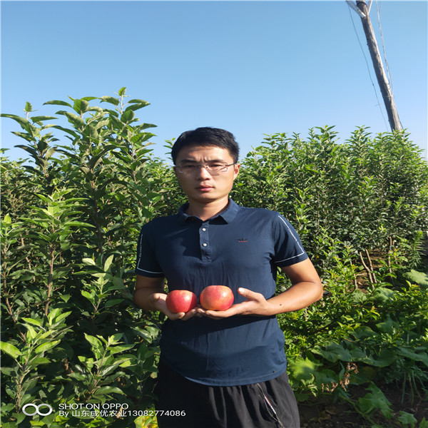 基地出售棗樹(shù)苗 冬棗樹(shù)苗哪里好