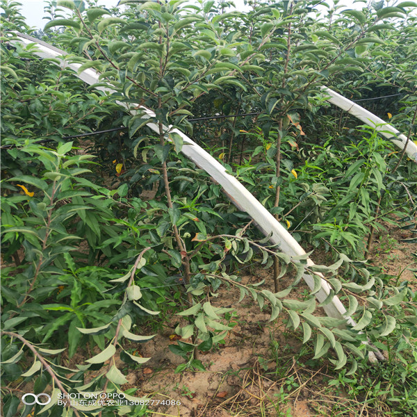 出售棗樹苗 哪里有棗樹苗出售