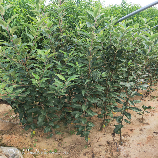 雪棗棗樹苗 紅棗樹苗價(jià)格