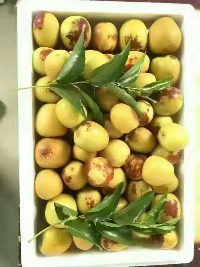 1公分棗苗 冬棗樹苗幾年掛果