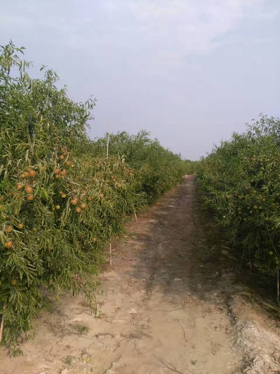 1公分棗苗 冬棗樹苗幾年掛果