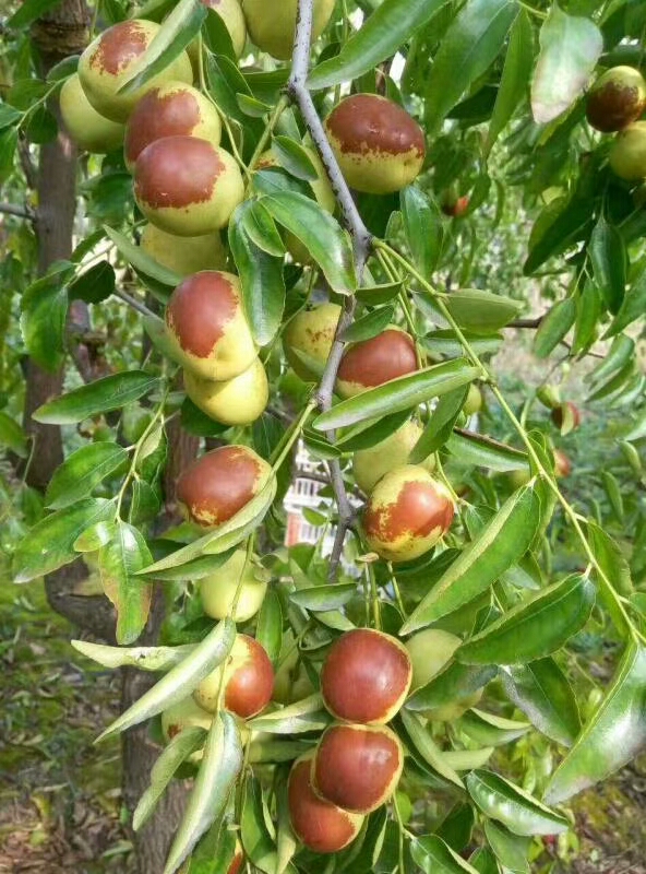 供應棗樹苗 棗樹苗購買