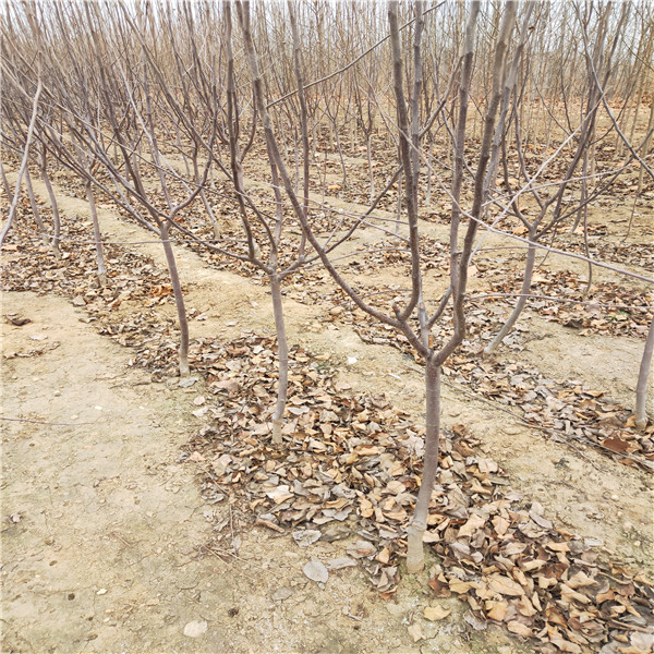 鲁丽一号苹果苗  苹果苗价格行情