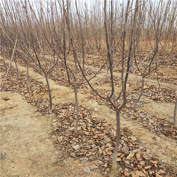 三年苹果树  山西苹果苗价格