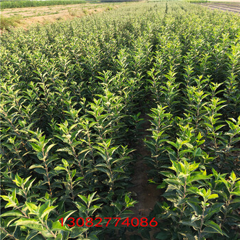 維納斯黃金蘋(píng)果苗山西蘋(píng)果苗多少錢(qián)一斤