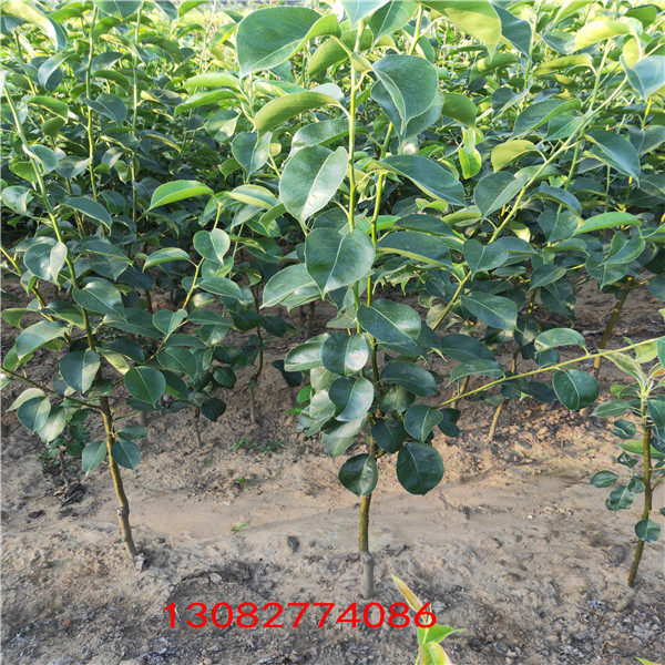 蘋果苗  2年蘋果苗價(jià)格