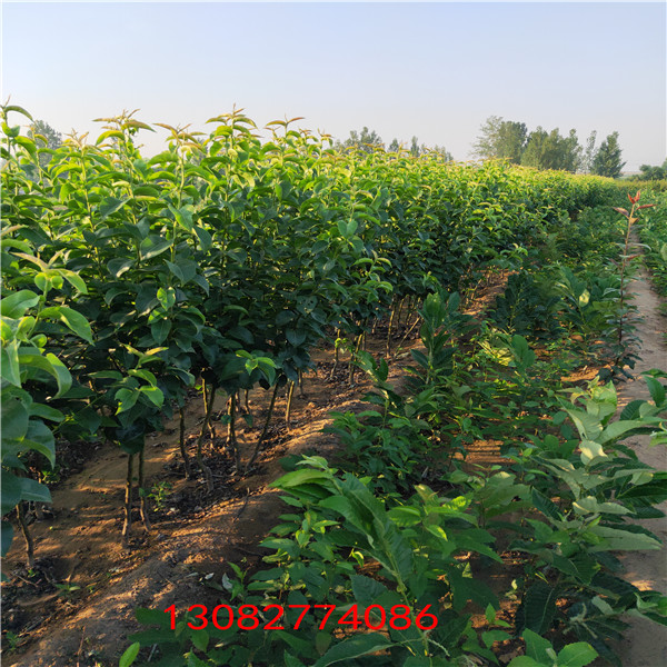 煙富6號蘋果苗  2年蘋果苗價(jià)格行情