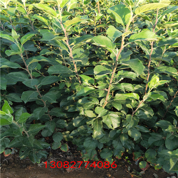 五年蘋果樹(shù)  山東矮化蘋果苗價(jià)格