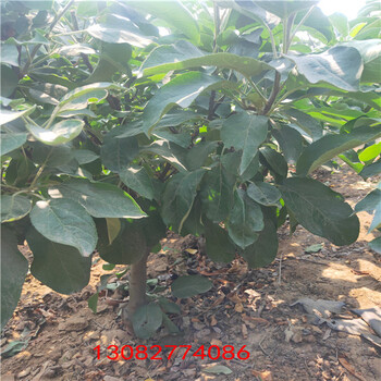 二年蘋果樹矮化蘋果苗價(jià)格
