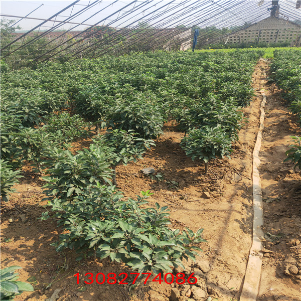 蘋果苗  2年蘋果苗價(jià)格