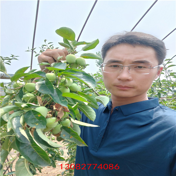 蘋果樹  河南蘋果苗多少錢一棵