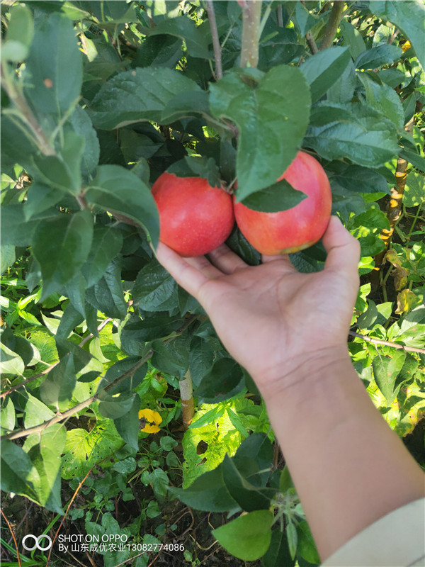 煙富6號蘋果苗  2年蘋果苗價(jià)格行情