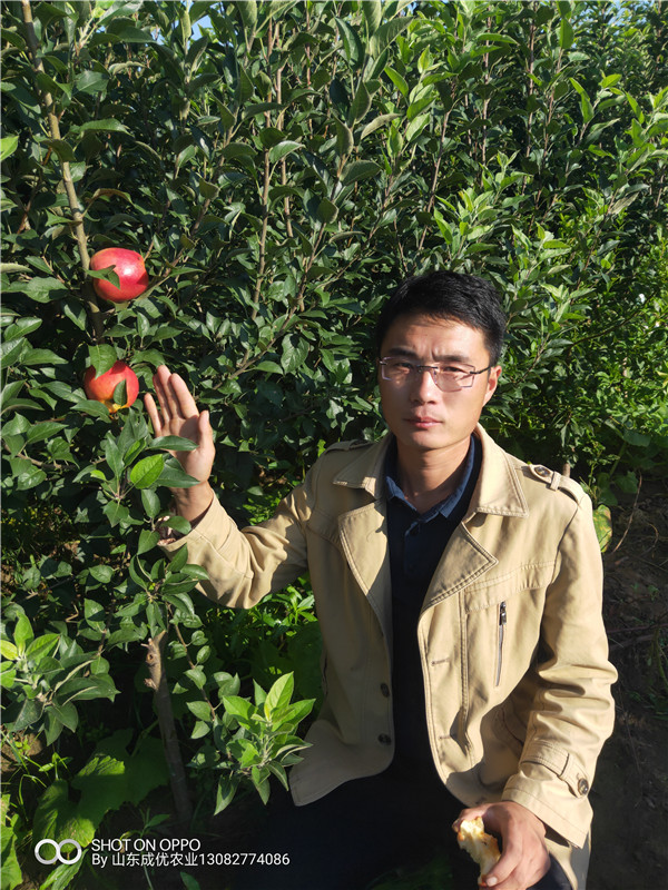 蘋果樹(shù)  蘋果苗多少錢一棵