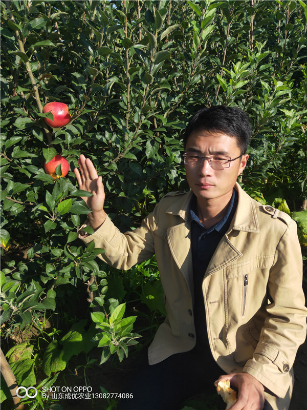 煙富6號蘋果苗  2年蘋果苗價(jià)格行情