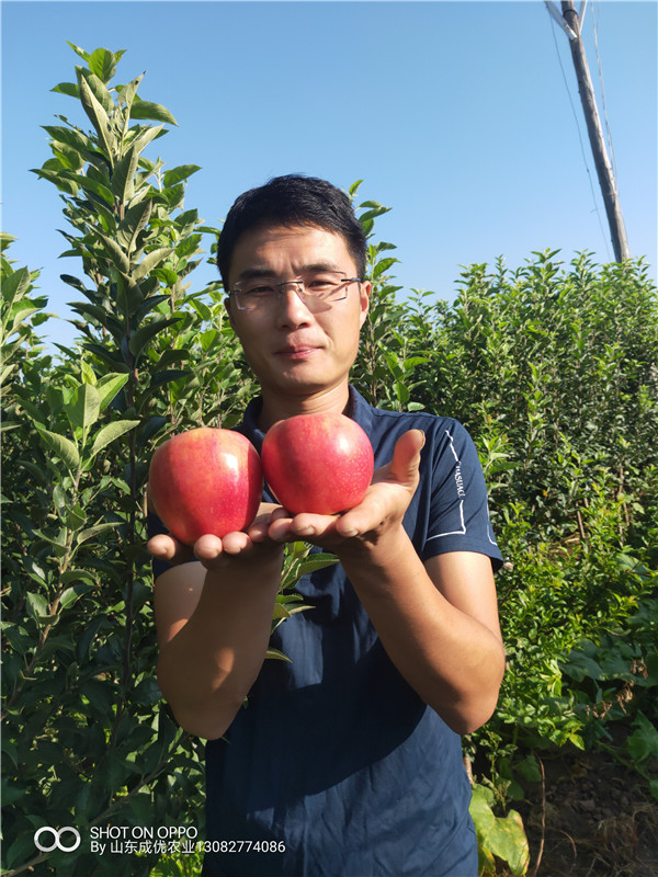 三年蘋果樹  黑蘋果苗價格