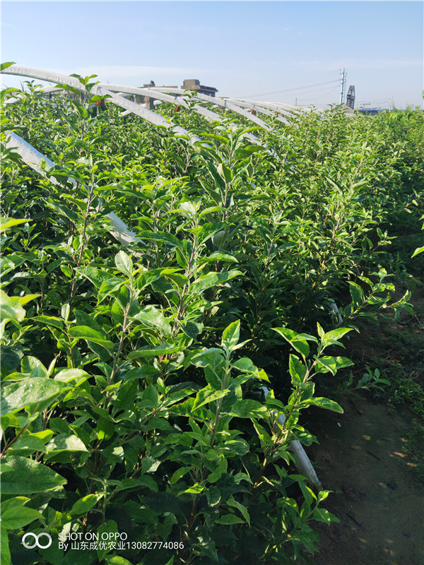 蘋果苗  2年蘋果苗價(jià)格